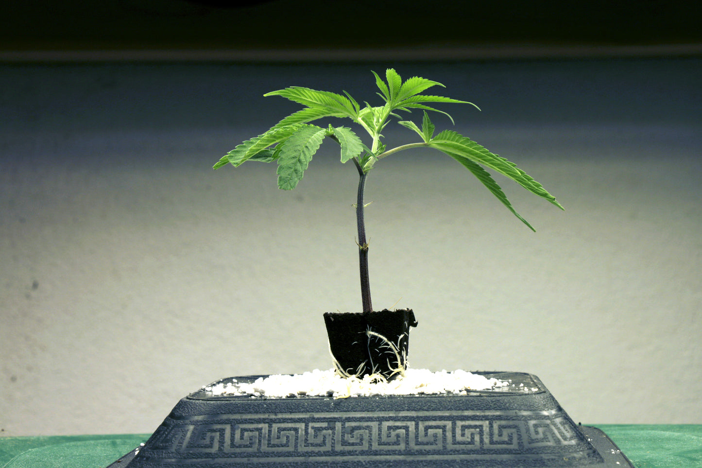 Cap Junky (Alien Cookies x Kush Mints #11)(US Cut)