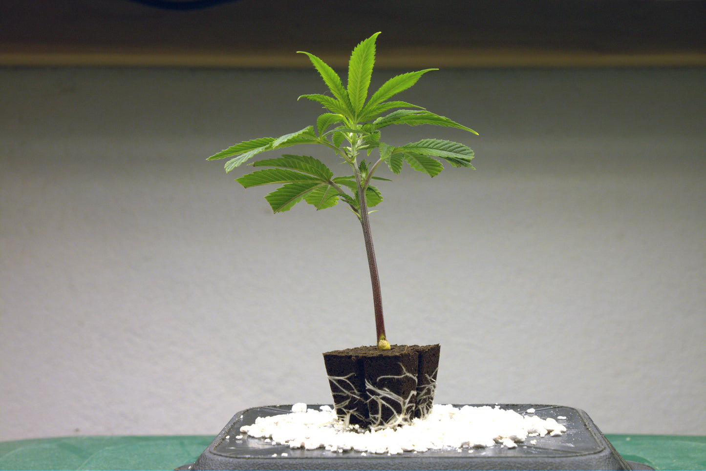 Spicy Bitch (Queen Mother x AK-47 pre 2000)