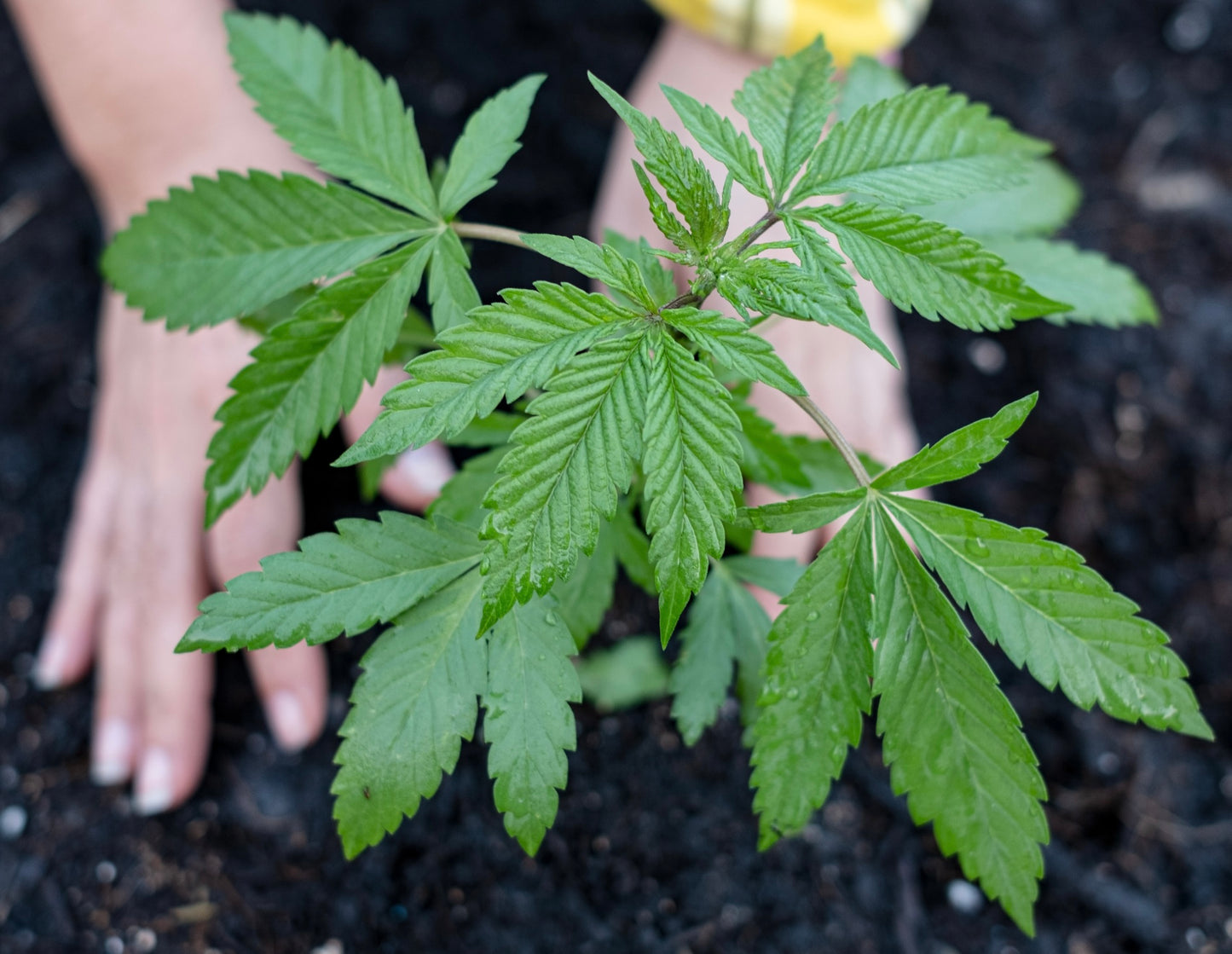 Cadillac Rainbow (Runtz x Pure Michigan)(US Cut)