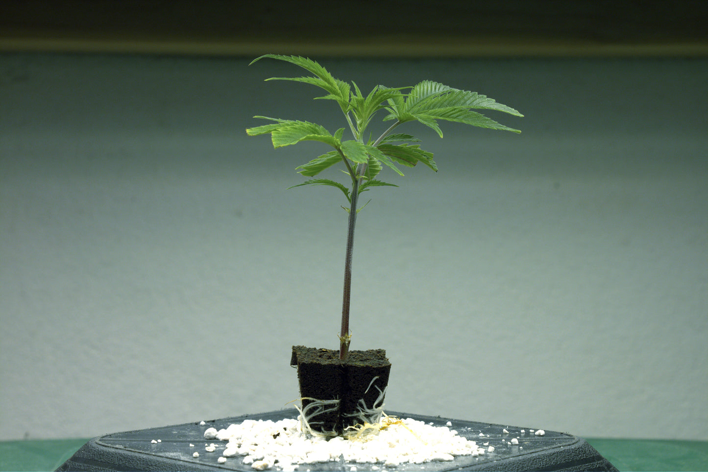 Astronaut Status (Zero Gravity x Hi Chew)