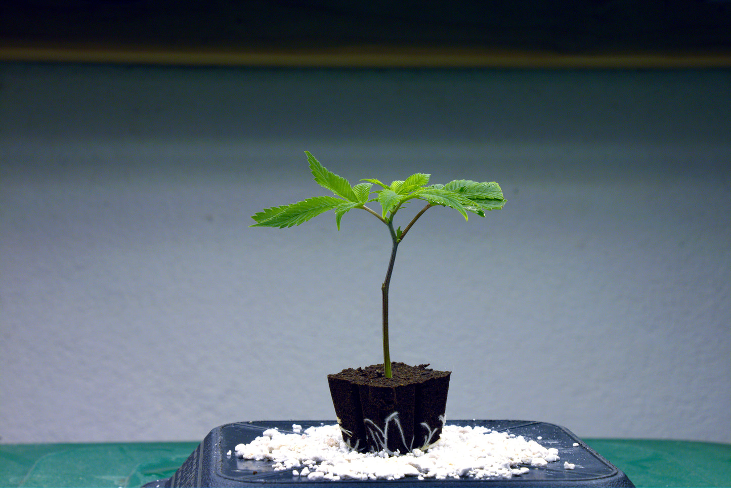 White Devil (Dark Devil x White Grape)