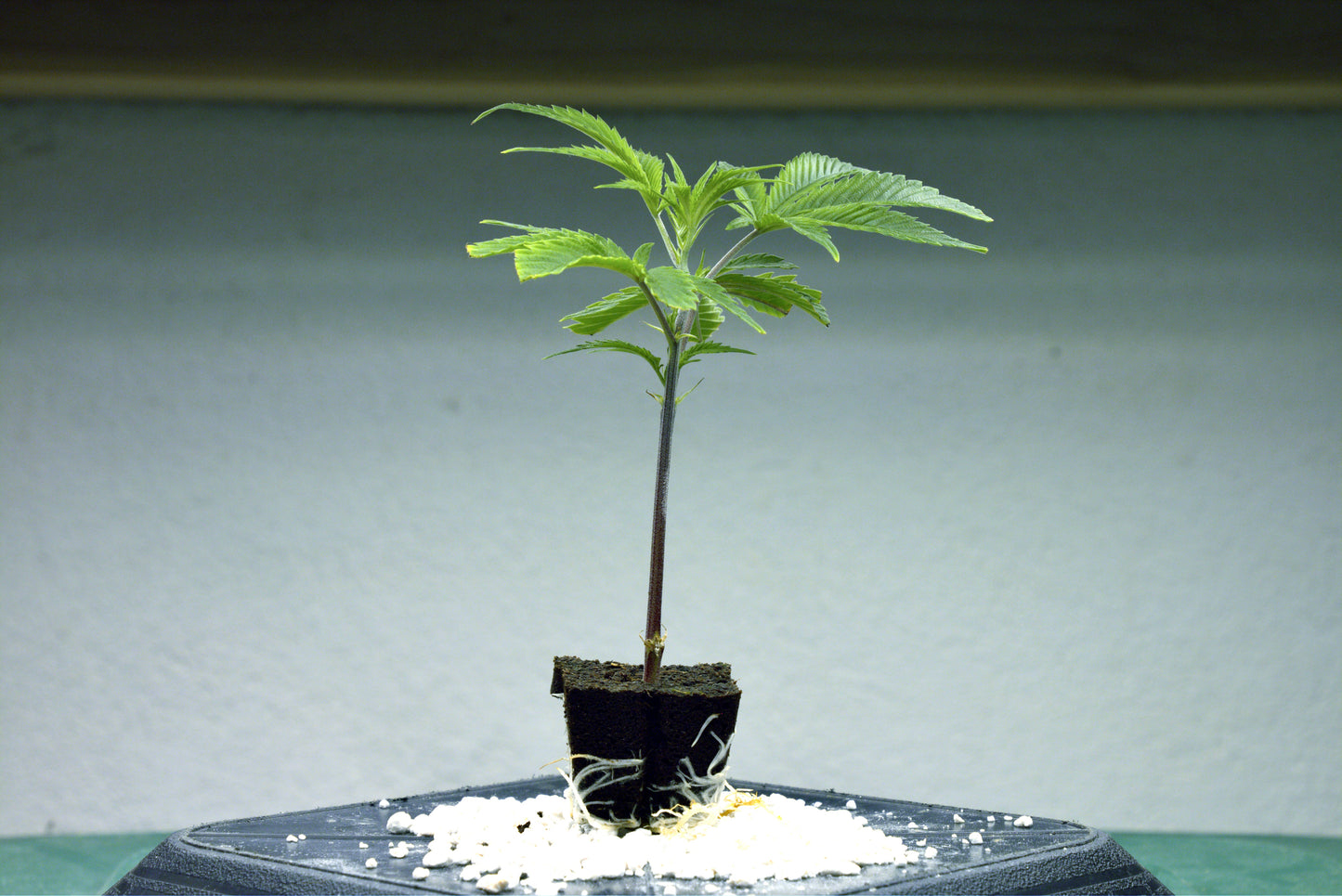 Hawaiian Snow Cone (Zkittelz x Lemon Cherry Gelato x Hawaiian Plushers)