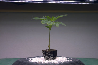 Dantes Inferno (Oreoz x Devil Driver)